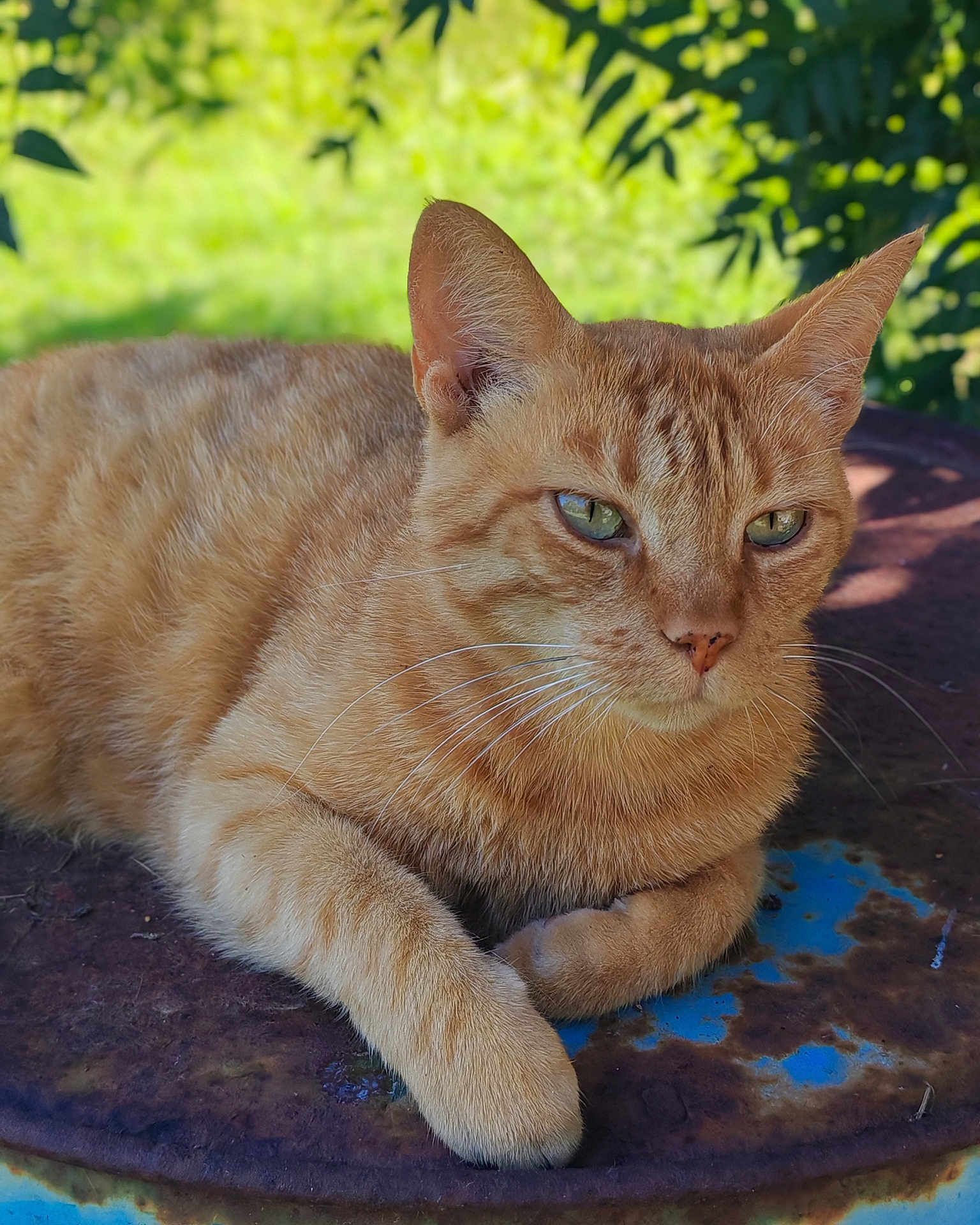 Pooxie participe au concours pour gagner de l'argent avec cette photo : cat, ginger_cat, tabby, animal, pet, feline, outdoor, nature, relaxed, resting, greenery, fur, whiskers, closeup, portrait, sunlight, rust, texture, leaf, serene