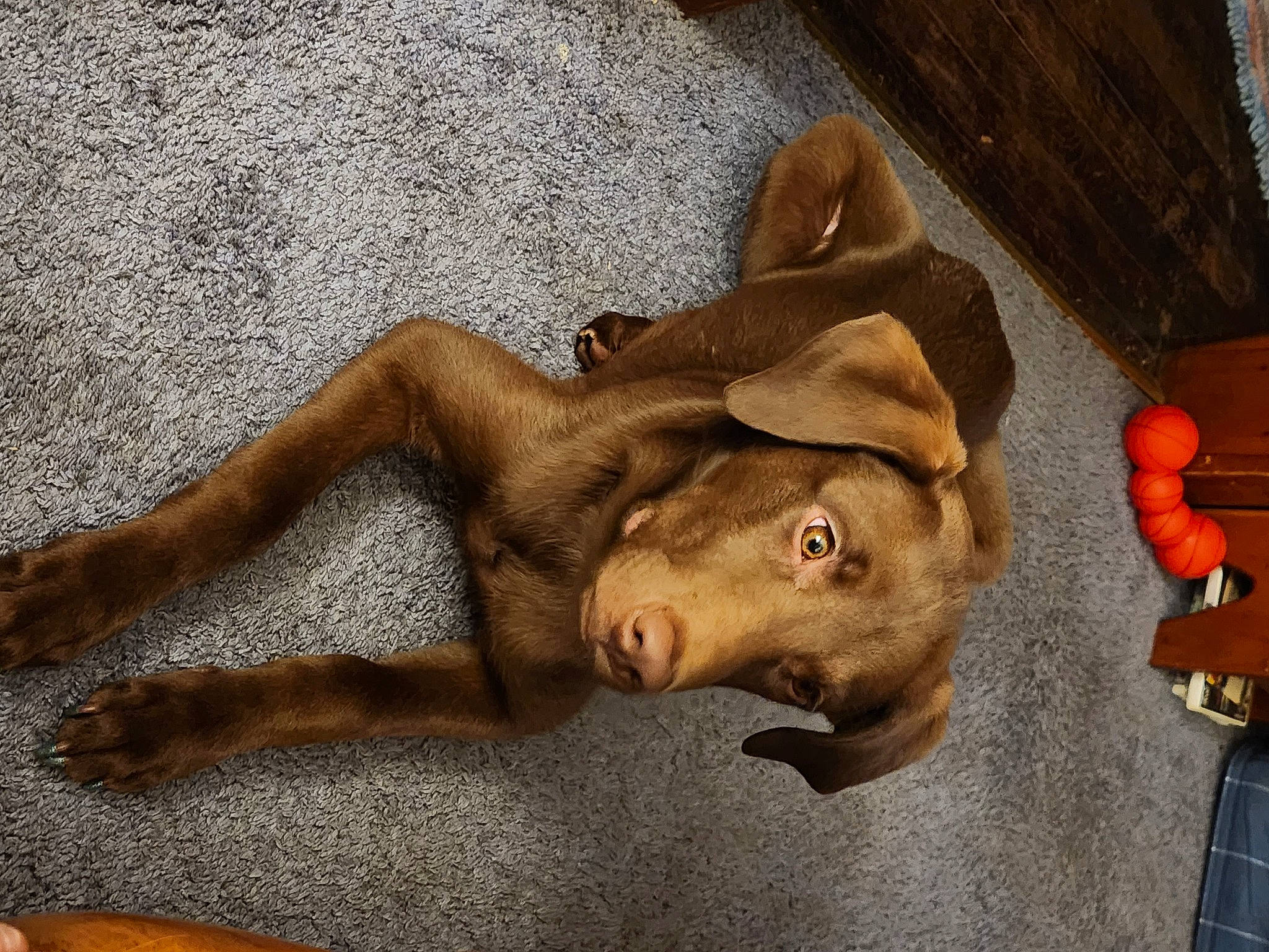 Laddie joined the competition — help win amazing prizes! art, barechested, canidae, dog_breed, eye, fawn, felidae, flooring, fur, head, liver, paw, sculpture, snout, sporting_group, terrestrial_animal, visual_arts, wildlife, wood, working_animal