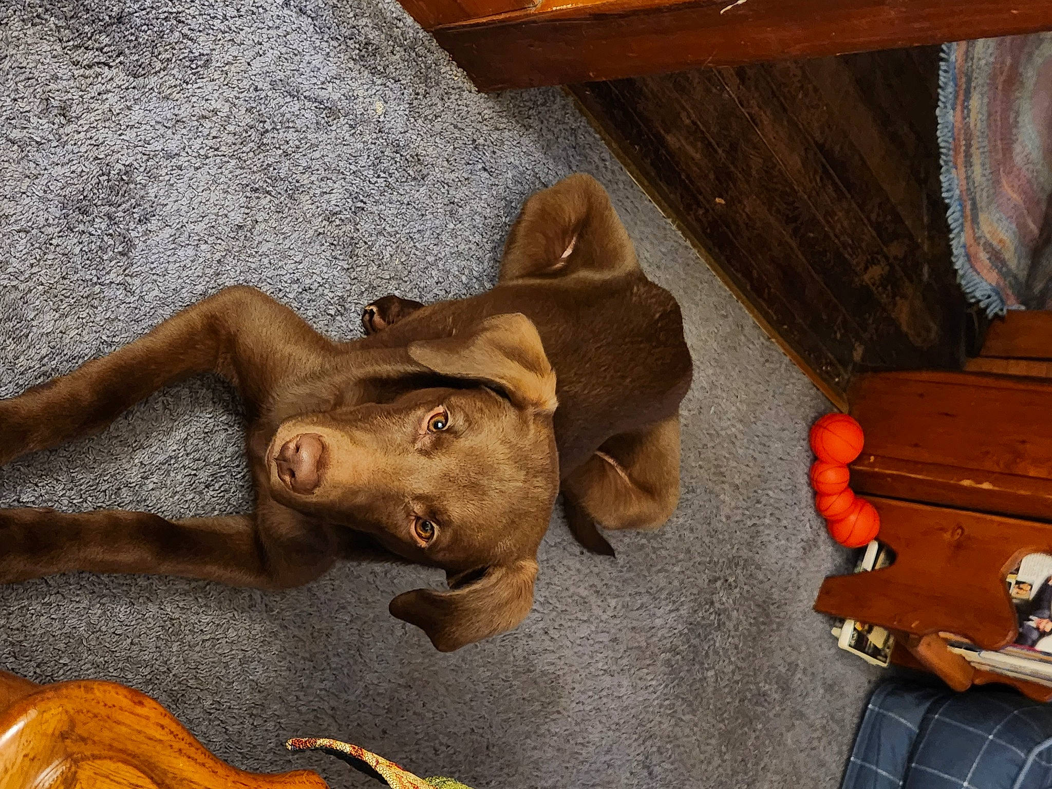 Laddie is registered to the contest to win money with this photo: art, carnivore, comfort, companion_dog, dog, dog_breed, fawn, flooring, fur, hardwood, head, liver, sculpture, snout, sporting_group, statue, tartan, wood, wood_stain, working_animal