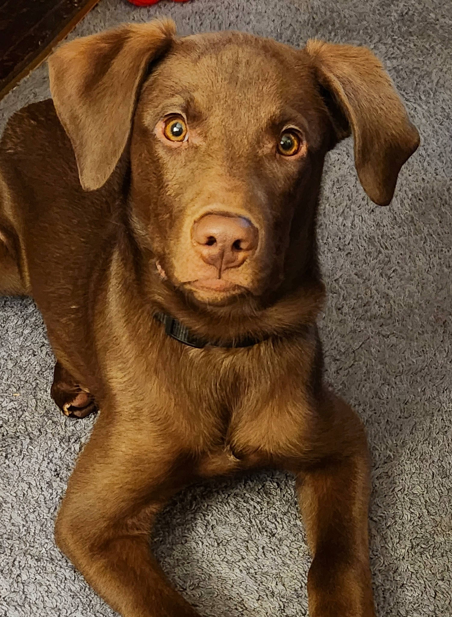 Laddie joined the competition — help win amazing prizes! art, borador, canidae, carnivore, companion_dog, dog, dog_breed, fawn, fur, gun_dog, labrador_retriever, liver, plant, pointing_breed, retriever, snout, sporting_group, terrestrial_animal, whiskers, working_animal