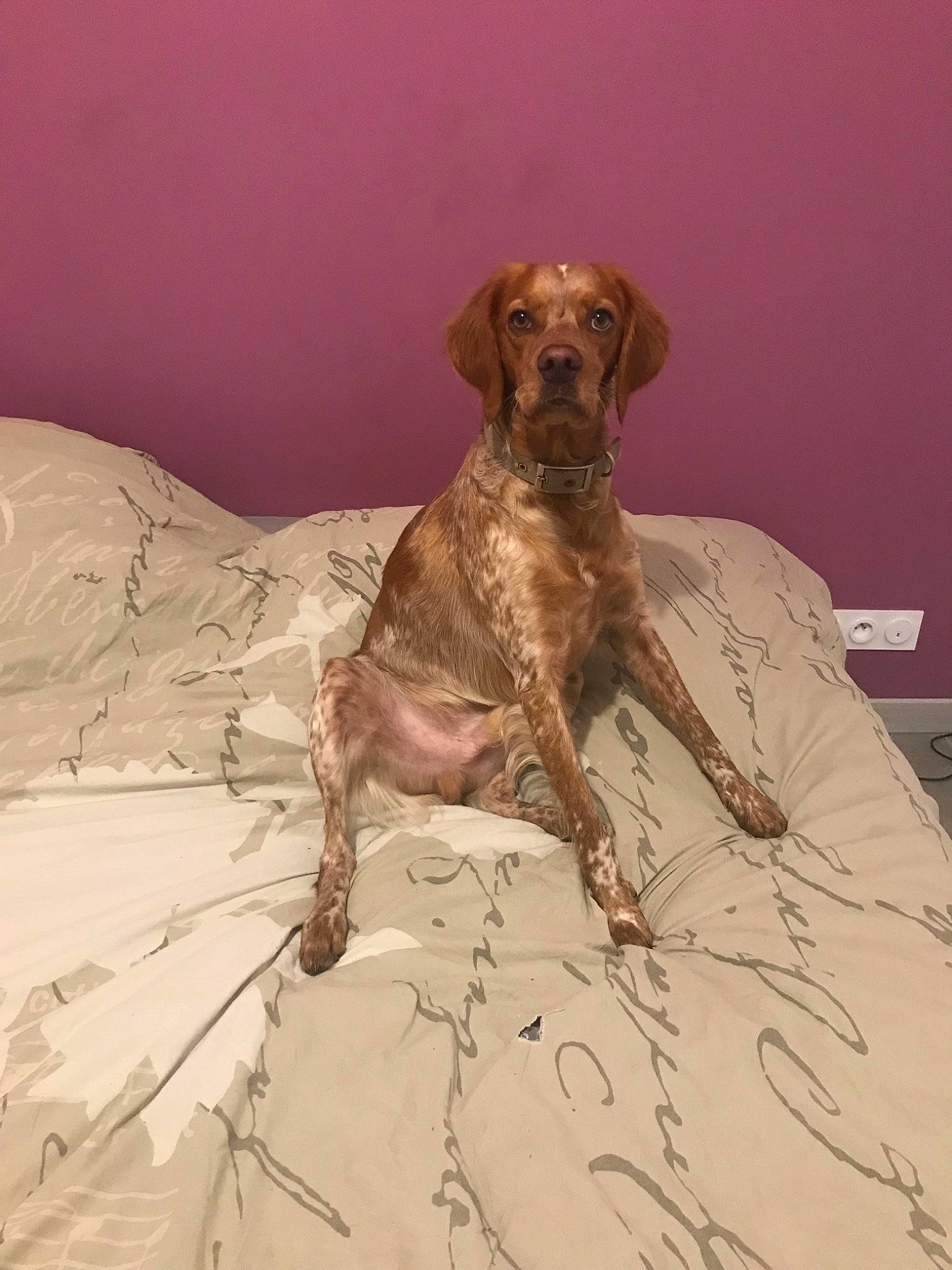 Sisley a rejoint le concours — aidez-le/la à gagner de superbes lots ! canidae, carnivore, dog, dog_breed, fawn, hunting_dog, liver, mammal, plott_hound, pointer, sporting_group, vertebrate, weimaraner
