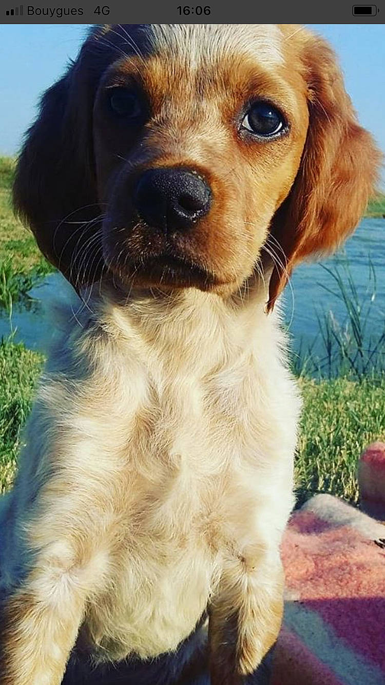 Sisley participe au concours pour gagner de l'argent avec cette photo : canidae, carnivore, cocker_spaniel, companion_dog, dog, dog_breed, mammal, puppy, rare_breed_dog, snout, spaniel, sporting_group, vertebrate