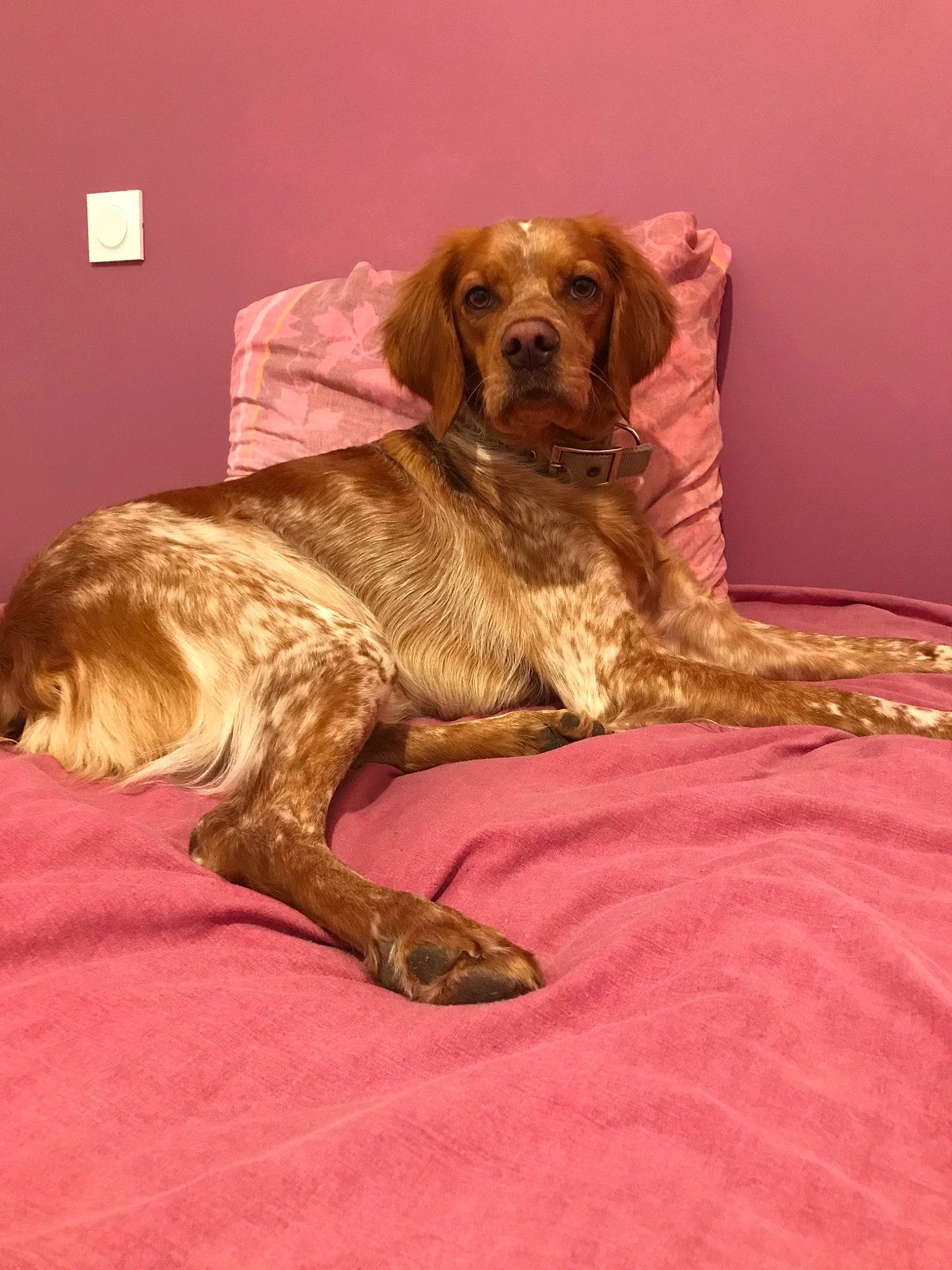 Sisley participe au concours pour gagner de l'argent avec cette photo : canidae, carnivore, companion_dog, dog, dog_breed, mammal, spaniel, sporting_group