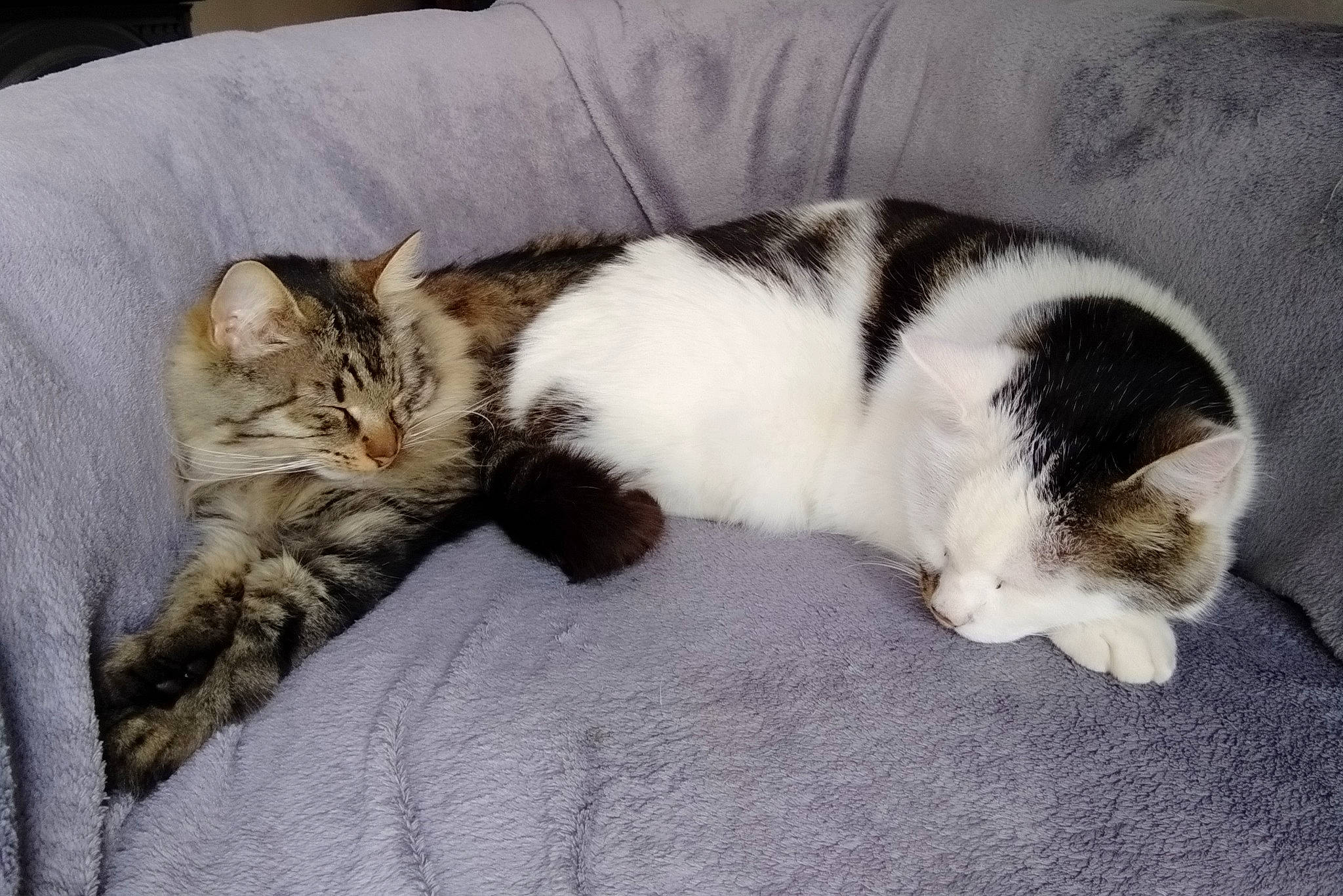 Nouchette Et Confeti a rejoint le concours — aidez-le/la à gagner de superbes lots ! aegean_cat, british_semi_longhair, carnivore, cat, cymric, domestic_long_haired_cat, domestic_short_haired_cat, european_shorthair, felidae, fur, kitten, mammal, nap, norwegian_forest_cat, paw, polydactyl_cat, ragamuffin, sleep, small_to_medium_sized_cats, whiskers