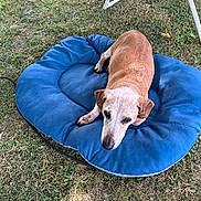 Dick a rejoint le concours — aidez-le/la à gagner de superbes lots ! animal, backyard, blue_cushion, brown_dog, canine, comfort, daytime, dog, fur, garden_chair, grass, leisure, nature, outdoor, paw, pet, relaxing, resting, summer, sunlight