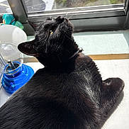Juana is registered to the contest to win money with this photo: cat, black_cat, indoor, window, sunlight, feline, pet, relaxing, fur, curious, looking_up, domestic_animal, collar, closeup, shiny, animal, home, daylight, table, object