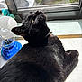cat, black_cat, indoor, window, sunlight, feline, pet, relaxing, fur, curious, looking_up, domestic_animal, collar, closeup, shiny, animal, home, daylight, table, object