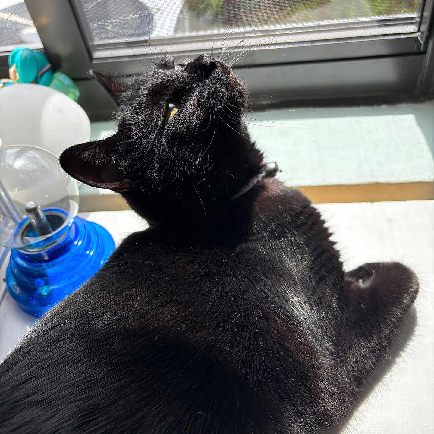 Juana is registered to the contest to win money with this photo: animal, black_cat, cat, closeup, collar, curious, daylight, domestic_animal, feline, fur, home, indoor, looking_up, object, pet, relaxing, shiny, sunlight, table, window