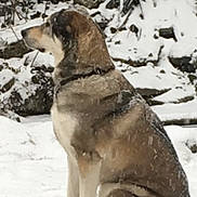 Mason is registered to the contest to win money with this photo: animal, canine, cold, collar, daytime, dog, fur, isolated, landscape, nature, outdoor, pet, profile, quiet, serene, sitting, snow, snowfall, wildlife, winter