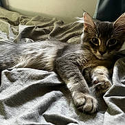 Kash joined the competition — help win amazing prizes! animal, bed, blanket, cat, cute, domestic_cat, feline, fur, gray_cat, green_toy, indoor, kitten, paws, pet, relaxed, sleepy, soft, stretching, toy, whiskers