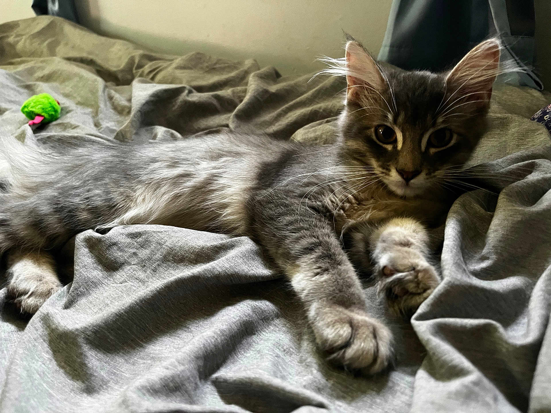 Kash