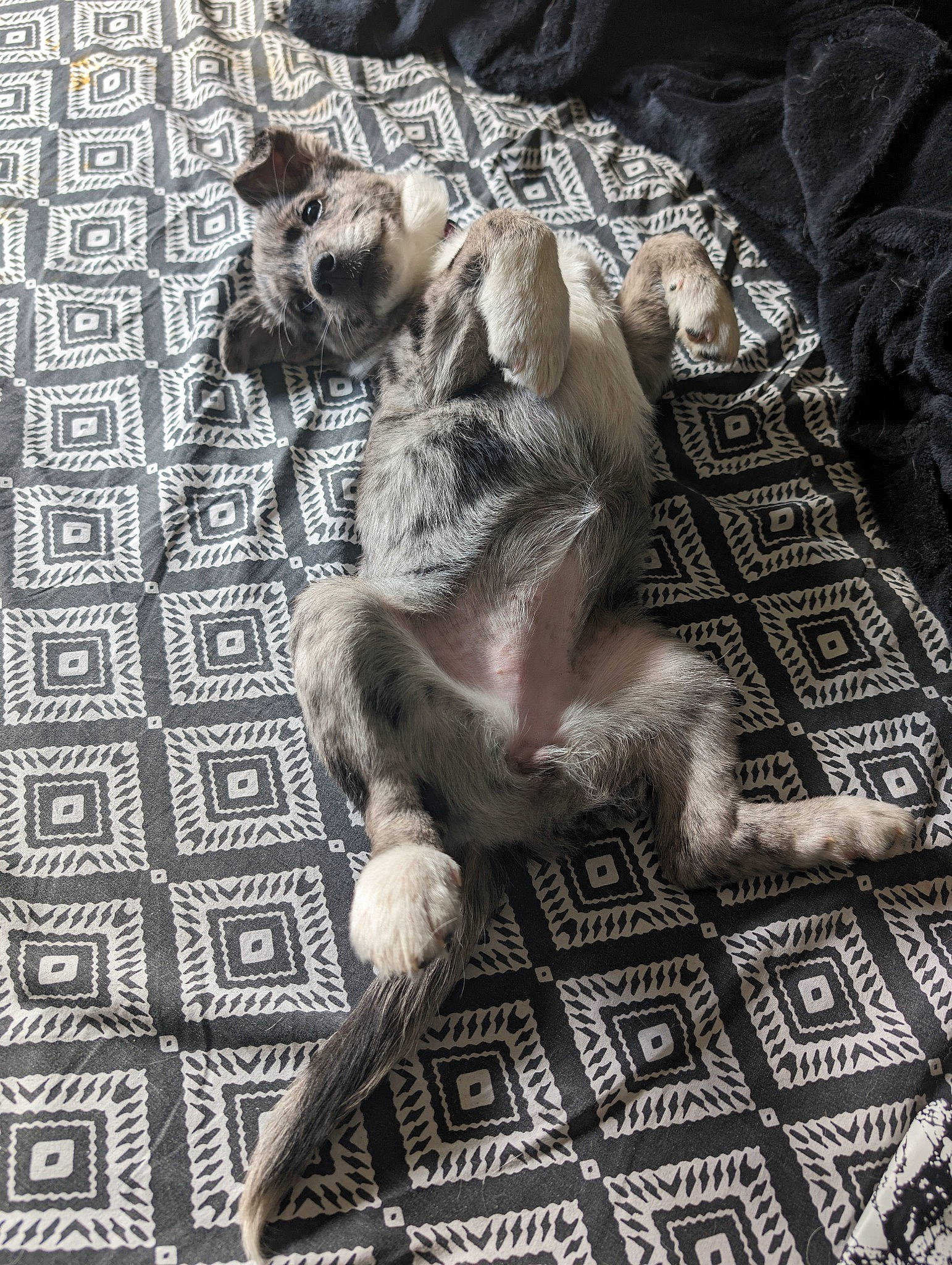 Oï La Louvette a rejoint le concours — aidez-le/la à gagner de superbes lots ! carnivore, comfort, companion_dog, dog, dog_breed, fawn, felidae, flooring, fur, grey, monochrome, monochrome_photography, pattern, paw, small_to_medium_sized_cats, sporting_group, tail, terrestrial_animal, whiskers, wood