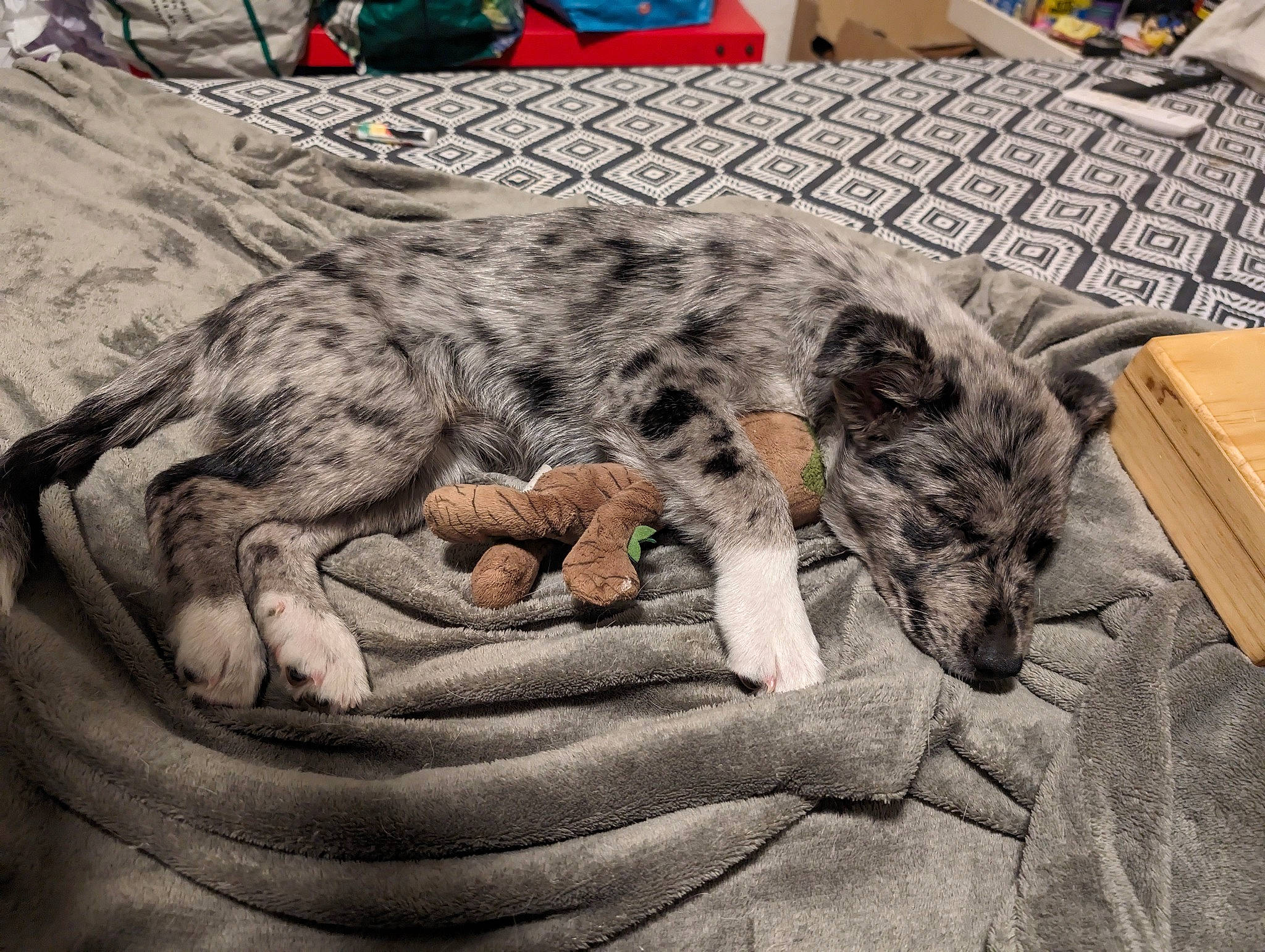 Oï La Louvette a rejoint le concours — aidez-le/la à gagner de superbes lots ! art, canidae, carnivore, claw, companion_dog, dog, dog_breed, felidae, fur, koolie, nap, paw, small_to_medium_sized_cats, snout, sporting_group, tail, terrestrial_animal, texas_heeler, whiskers, working_animal