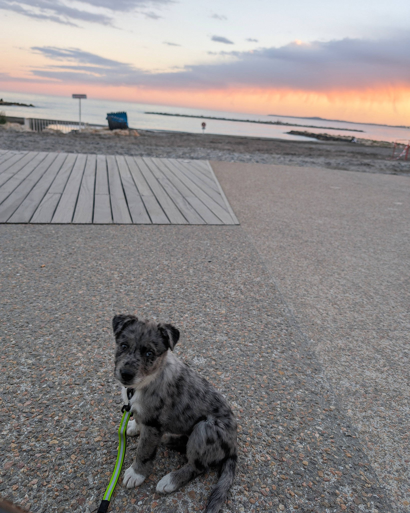 Oï La Louvette participe au concours pour gagner de l'argent avec cette photo : asphalt, carnivore, cloud, coast, companion_dog, dog, dog_breed, grass, horizon, landscape, ocean, road, road_surface, rock, sand, sky, soil, sunset, terrier, wood