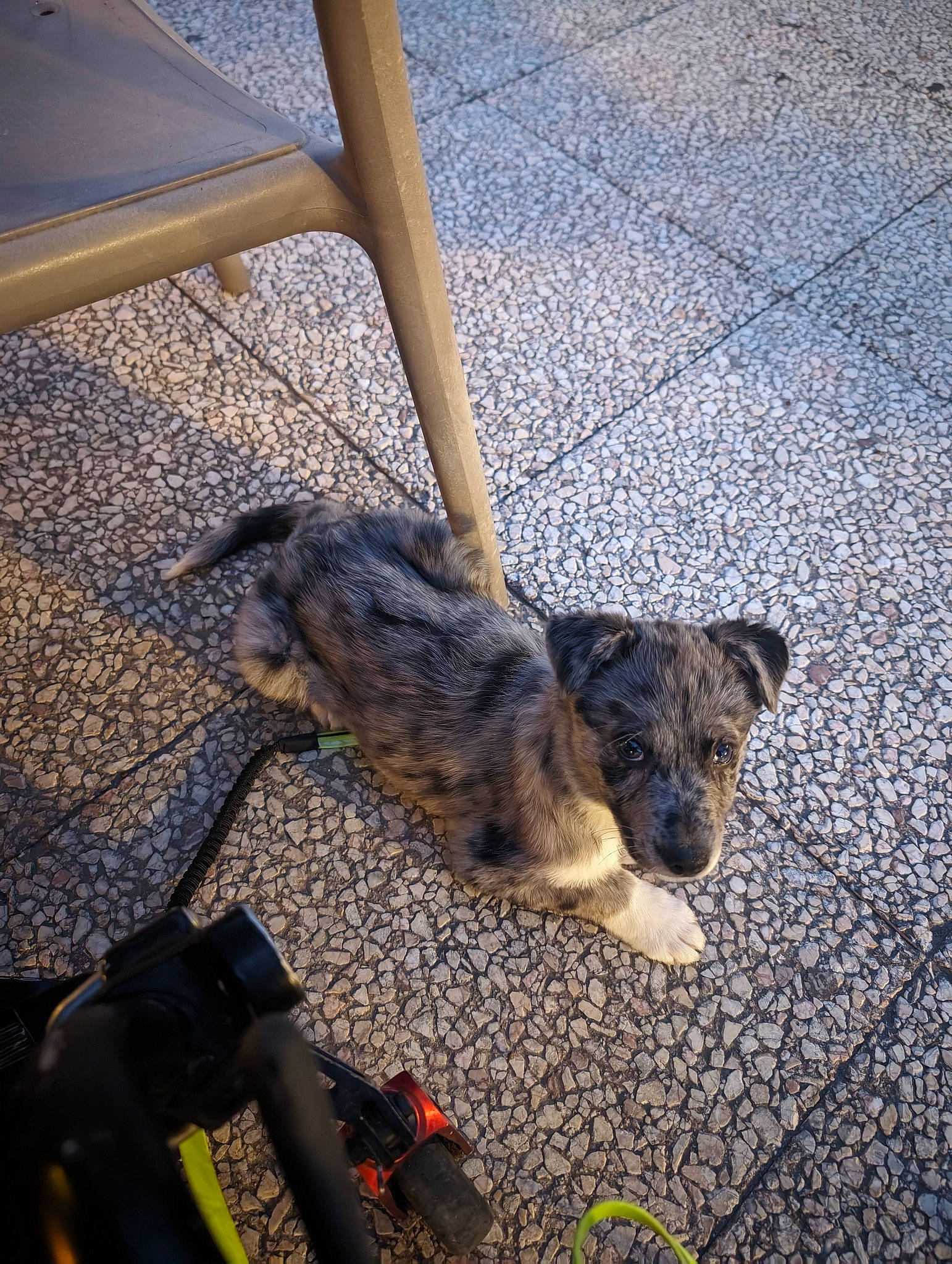Oï La Louvette participe au concours pour gagner de l'argent avec cette photo : asphalt, canidae, carnivore, collar, companion_dog, dog, dog_breed, felidae, floor, flooring, grass, leash, morning, road_surface, shadow, small_to_medium_sized_cats, snout, tail, wood, working_animal