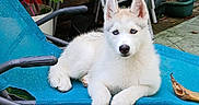Bahia a rejoint le concours — aidez-le/la à gagner de superbes lots ! dog, puppy, husky, white_fur, blue_eyes, outdoor, chair, lounge_chair, bone, garden, greenery, plant, leaf, metal_frame, relaxing, pet, animal, summer, resting, cute