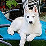 dog, puppy, husky, white_fur, blue_eyes, outdoor, chair, lounge_chair, bone, garden, greenery, plant, leaf, metal_frame, relaxing, pet, animal, summer, resting, cute