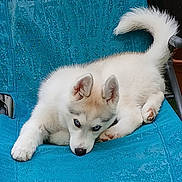 Bahia a rejoint le concours — aidez-le/la à gagner de superbes lots ! puppy, husky, dog, blue_eyes, white_fur, pet, animal, cute, lounge, chair, blue_chair, fur, outdoor, relaxing, tail, ears, paw, young_dog, domestic_animal, companion