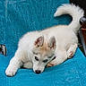 puppy, husky, dog, blue_eyes, white_fur, pet, animal, cute, lounge, chair, blue_chair, fur, outdoor, relaxing, tail, ears, paw, young_dog, domestic_animal, companion