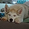 Bahia a rejoint le concours — aidez-le/la à gagner de superbes lots ! puppy, dog, sleeping, resting, cozy, bed, pillow, fur, cute, animal, pet, indoors, relaxed, canine, snout, ears, paw, blanket, soft, comfort