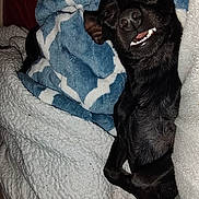 Buddie is registered to the contest to win money with this photo: dog, black_dog, blanket, cozy, smiling, teeth, sleeping, pet, indoor, cute, resting, fur, comfort, warm, snuggled, animal, cute_pet, relaxed, closeup, home