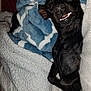 dog, black_dog, blanket, cozy, smiling, teeth, sleeping, pet, indoor, cute, resting, fur, comfort, warm, snuggled, animal, cute_pet, relaxed, closeup, home