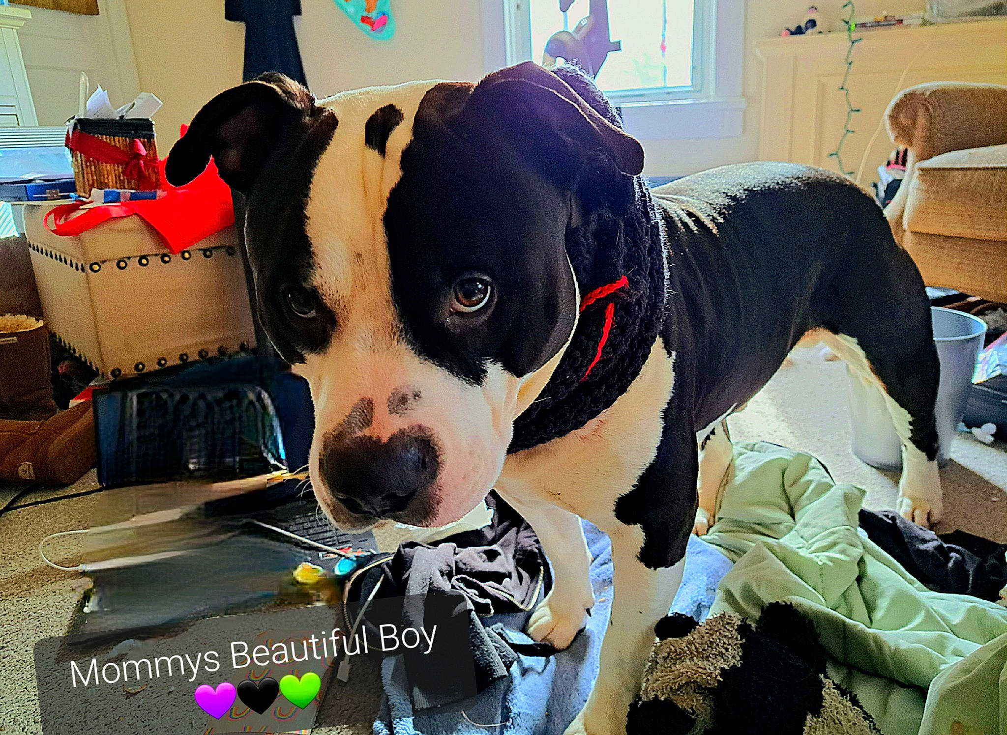 Bane joined the competition — help win amazing prizes! ball, canidae, carnivore, collar, companion_dog, couch, dog, dog_breed, dog_collar, fawn, fur, non_sporting_group, paw, snout, sporting_group, window, working_animal, working_dog