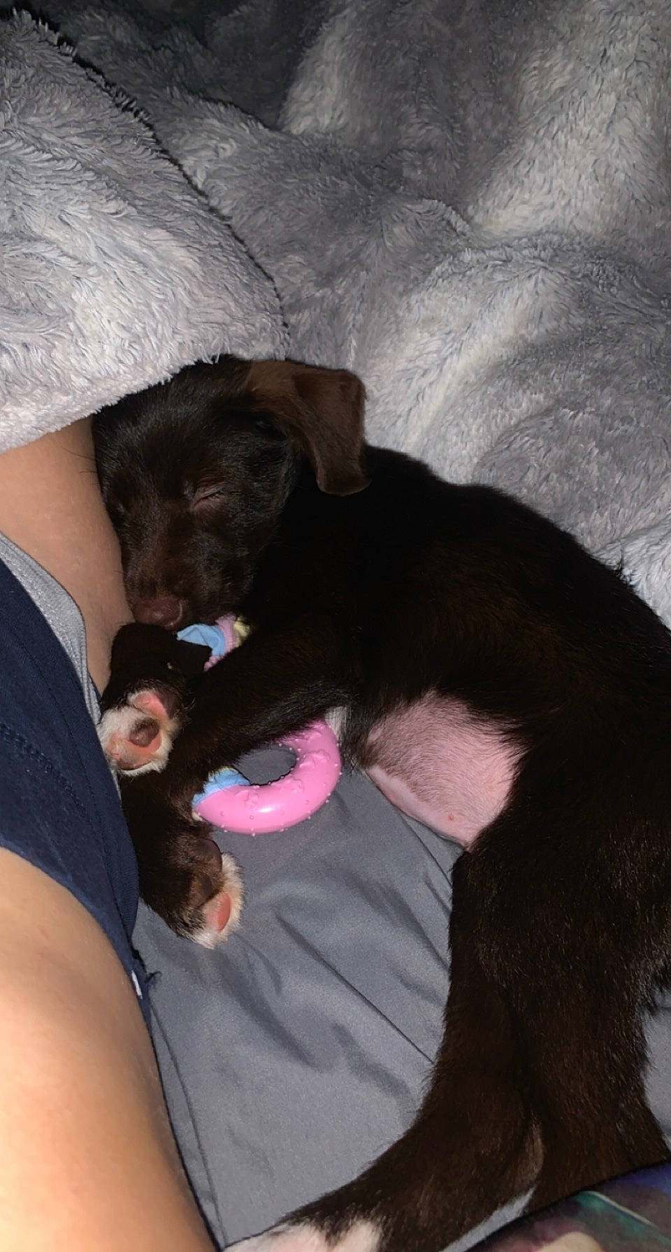 Holly is registered to the contest to win money with this photo: canidae, carnivore, collar, comfort, companion_dog, dog, dog_breed, dog_collar, dog_supply, fur, human, liver, paw, pet_supply, snout, sporting_group, tail, tongue, vertebrate, working_animal