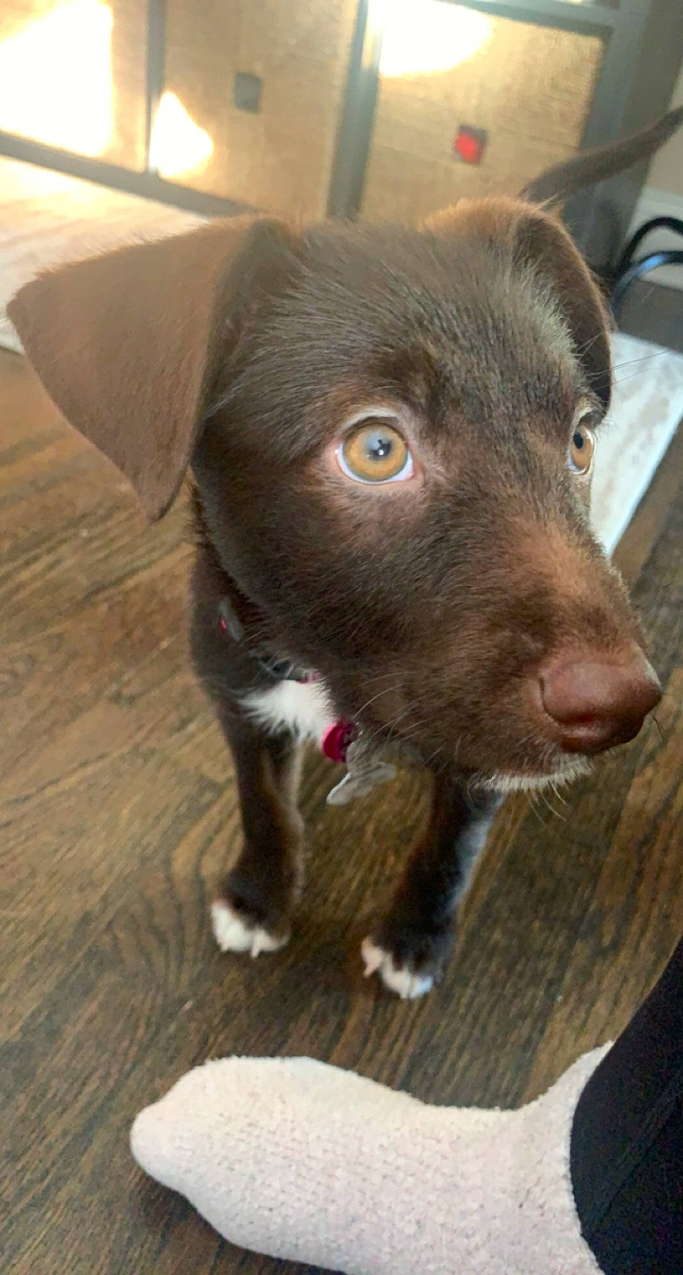 Holly joined the competition — help win amazing prizes! canidae, carnivore, companion_dog, dog, dog_breed, floor, flooring, fur, iris, laminate_flooring, liver, skin, snout, sporting_group, water_bottle, whiskers, wood_flooring, working_animal