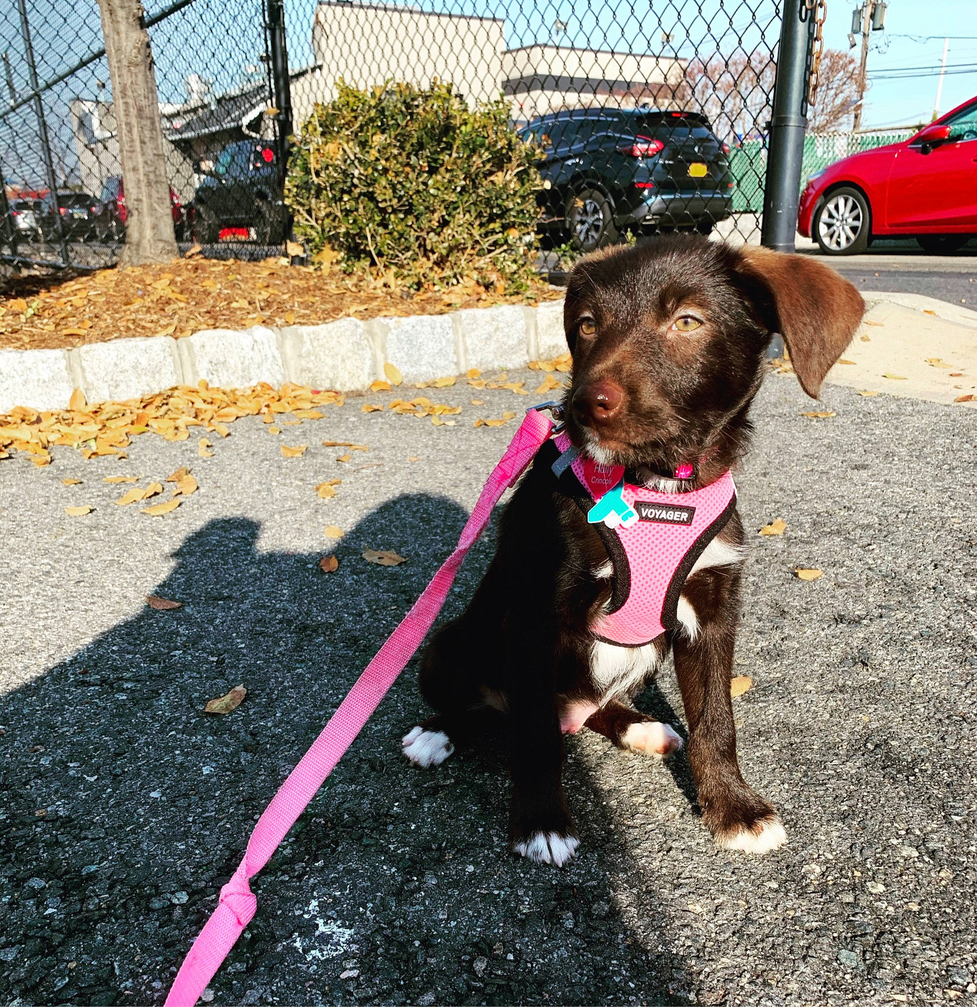 Holly joined the competition — help win amazing prizes! asphalt, automotive_lighting, automotive_parking_light, carnivore, chain_link_fencing, collar, companion_dog, dog, dog_breed, dog_collar, dog_supply, leash, mesh, pet_supply, road_surface, snout, sporting_group, vehicle_door, wire_fencing, working_animal