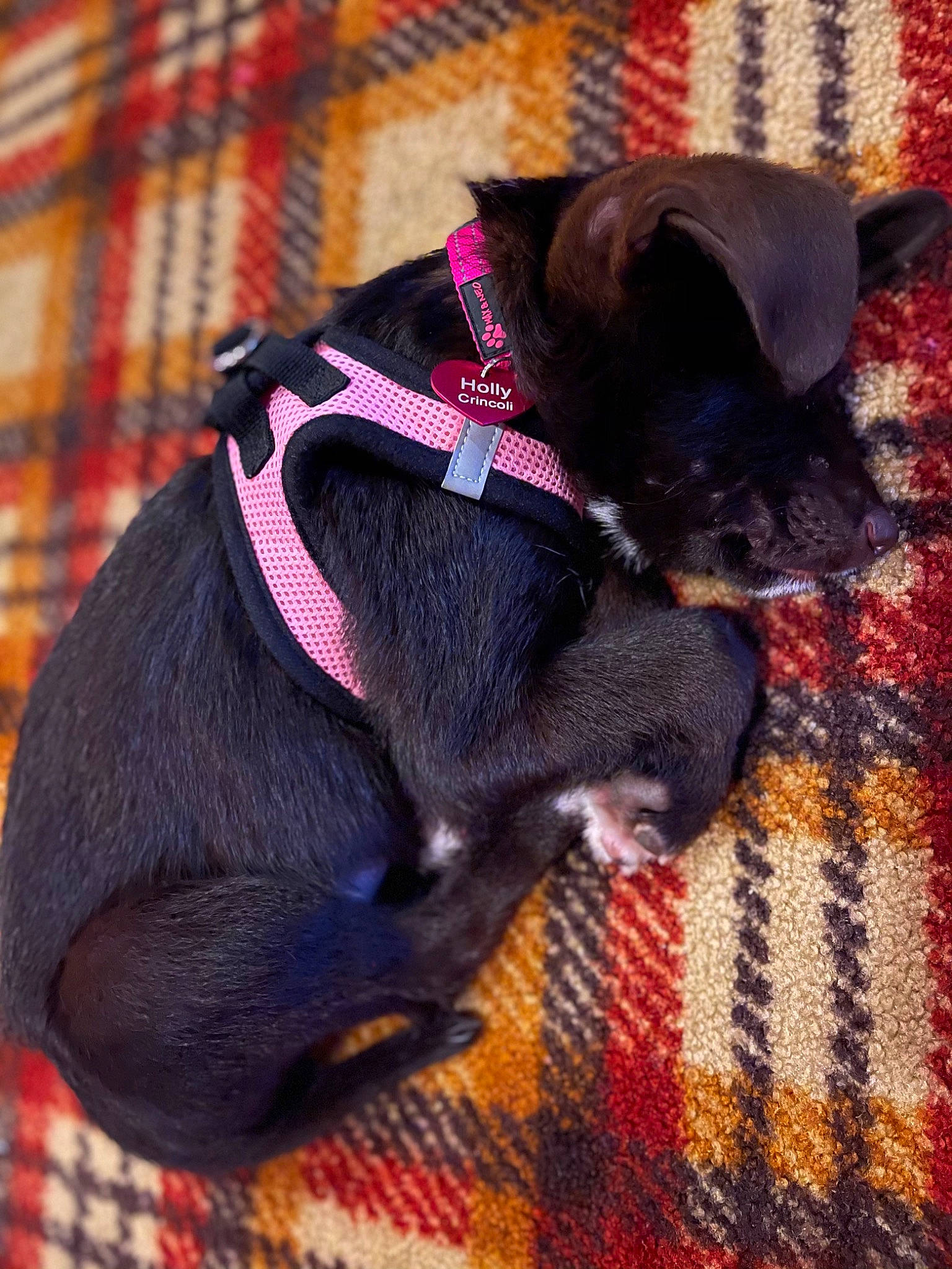 Holly joined the competition — help win amazing prizes! canidae, carnivore, collar, comfort, companion_dog, dog, dog_breed, dog_collar, dog_supply, liver, mammal, pattern, pet_supply, plaid, puppy, snout, sporting_group, tartan, textile, working_animal