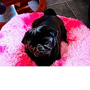 Shiva a rejoint le concours — aidez-le/la à gagner de superbes lots ! dog, pug, pet_bed, pink, fluffy, indoor, floor, tile_floor, furniture, wood, animal, cute, portrait, pet, canine, resting, cozy, black_dog, companion, domestic