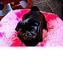 dog, pug, pet_bed, pink, fluffy, indoor, floor, tile_floor, furniture, wood, animal, cute, portrait, pet, canine, resting, cozy, black_dog, companion, domestic