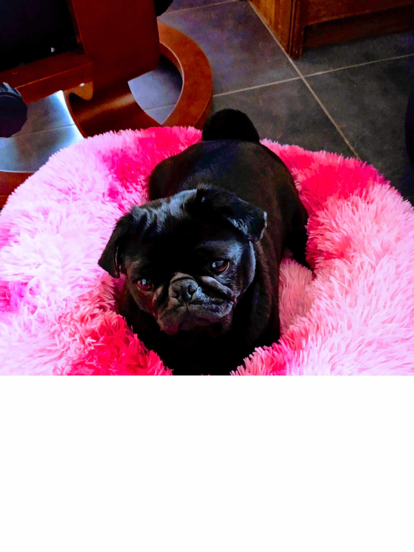 Shiva a rejoint le concours — aidez-le/la à gagner de superbes lots ! dog, pug, pet_bed, pink, fluffy, indoor, floor, tile_floor, furniture, wood, animal, cute, portrait, pet, canine, resting, cozy, black_dog, companion, domestic