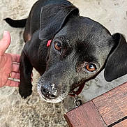 Anna participe au concours pour gagner de l'argent avec cette photo : dog, black_dog, close_up, brown_eyes, sand, nose, collar, pet, animal, outdoor, wooden_table, hand, curious, looking_up, canine, fur, ears, snout, domestic_animal, friendly