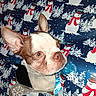 animal, boston_terrier, christmas, closeup, curious, cute, dog, ear, eyes, face, festive, gift, holiday, indoors, nose, paper, pet, snowman, tear, wrapping_paper