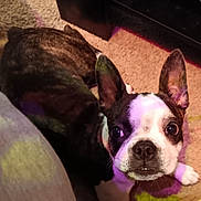 Harlym joined the competition — help win amazing prizes! boston_terrier, canidae, carnivore, comfort, companion_dog, dog, dog_breed, ear, eye, fawn, french_bulldog, head, human_body, plant, puppy, sporting_group, terrestrial_animal, toy_dog, whiskers, working_animal