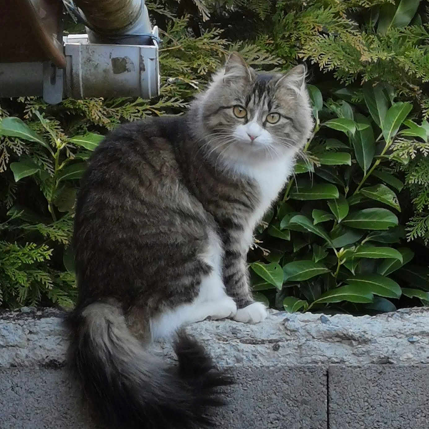 Peluche