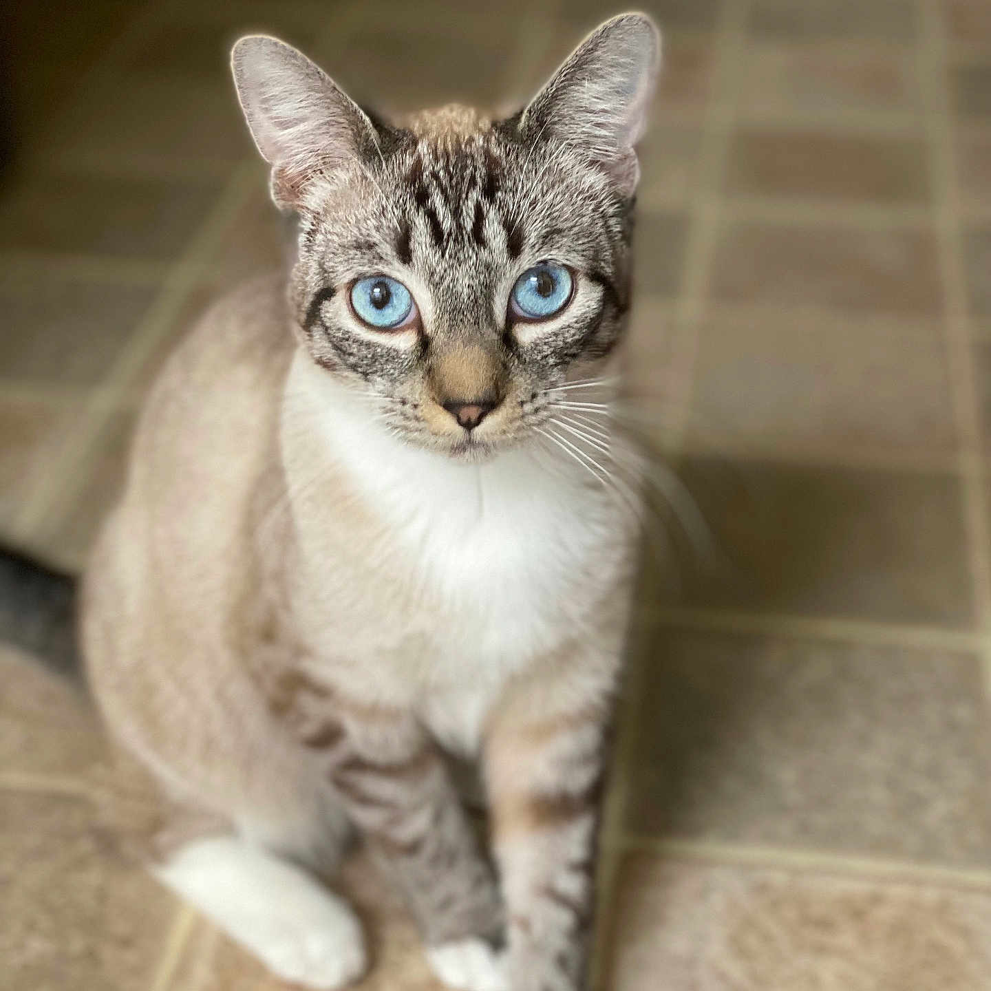 Boost is registered to the contest to win money with this photo: alert, animal, blue_eyes, cat, close_up, cute, domestic_cat, feline, fur, indoor, looking_at_camera, mammal, pet, portrait, sitting, striped, tile_floor, whiskers, white_paws, young_cat