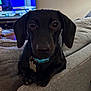 dog, puppy, black_dog, dachshund, pet, collar, indoor, couch, living_room, animal, cute, close_up, fur, ears, eyes, nose, paw, resting, domestic_animal, canine