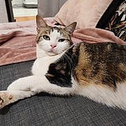 Nala a rejoint le concours — aidez-le/la à gagner de superbes lots ! animal, black_fur, blanket, brown_fur, calico_cat, cat, couch, feline, green_eyes, indoor, living_room, lying_down, pet, pillow, pink_nose, pointed_ears, portrait, relaxed, whiskers, white_fur
