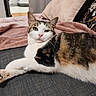 animal, black_fur, blanket, brown_fur, calico_cat, cat, couch, feline, green_eyes, indoor, living_room, lying_down, pet, pillow, pink_nose, pointed_ears, portrait, relaxed, whiskers, white_fur