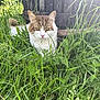 Memphis a rejoint le concours — aidez-le/la à gagner de superbes lots ! cat, grass, outdoor, nature, animal, pet, greenery, feline, sunlight, closeup, whiskers, ears, nose, plant, leaf, garden, daylight, curious, mammal, cute