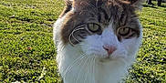 Memphis participe au concours pour gagner de l'argent avec cette photo : cat, grass, outdoor, sunlight, tail, house, blue_sky, tree, whiskers, close_up, pet, animal, nature, daylight, greenery, walking, fur, curious, mammal, backyard