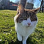 cat, grass, outdoor, sunlight, tail, house, blue_sky, tree, whiskers, close_up, pet, animal, nature, daylight, greenery, walking, fur, curious, mammal, backyard