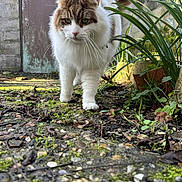 Memphis a rejoint le concours — aidez-le/la à gagner de superbes lots ! cat, fluffy, outdoor, moss, garden, greenery, stone_wall, path, pebbles, plants, nature, curious, animal, walking, closeup, whiskers, tail, ears, eyes, feline