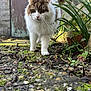 cat, fluffy, outdoor, moss, garden, greenery, stone_wall, path, pebbles, plants, nature, curious, animal, walking, closeup, whiskers, tail, ears, eyes, feline