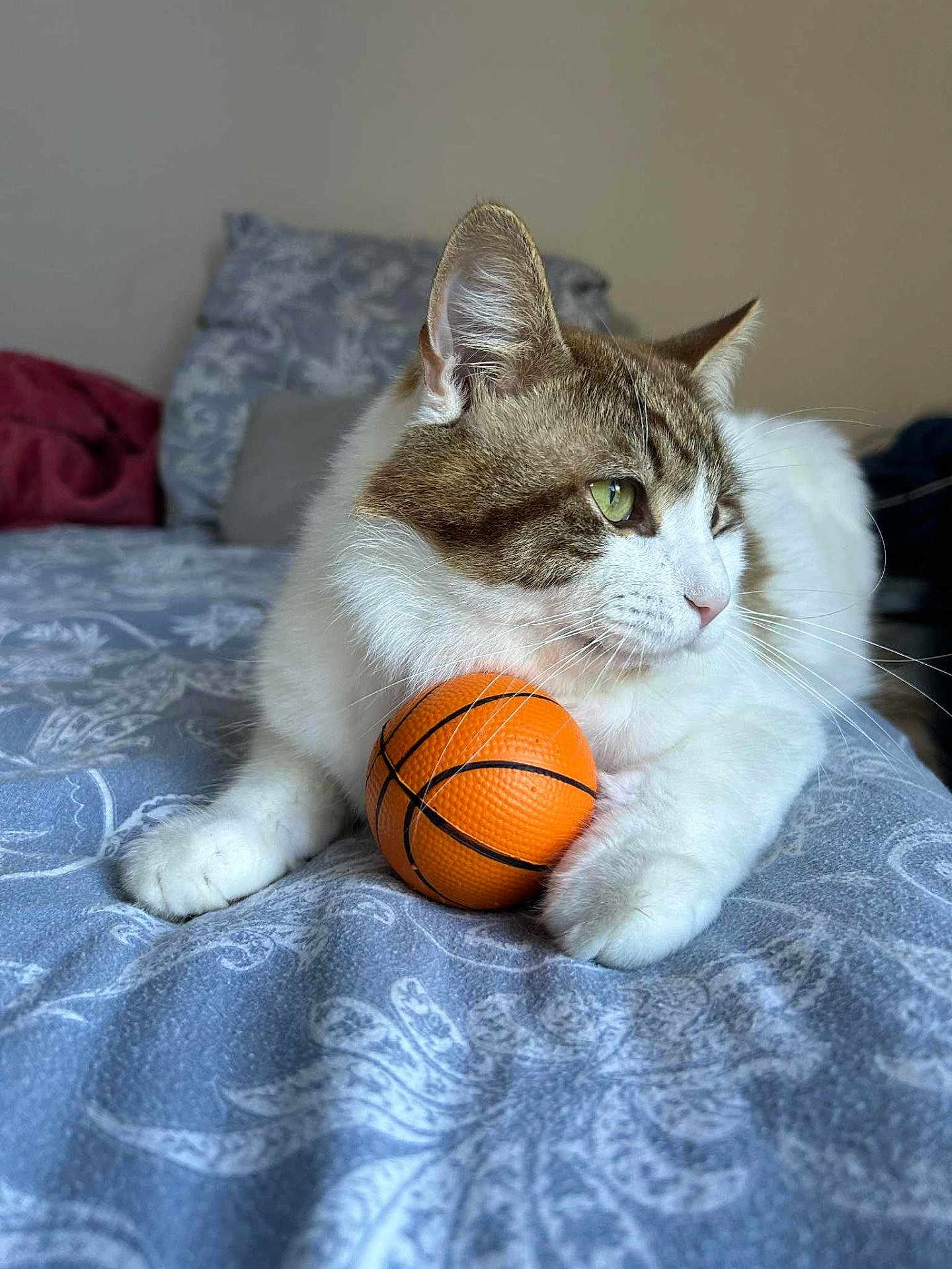 Memphis a rejoint le concours — aidez-le/la à gagner de superbes lots ! cat, tabby, toy, basketball, bed, bedspread, paws, indoor, feline, pet, white, brown, fur, resting, looking_away, closeup, domestic_animal, cute, soft, animal