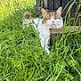 Memphis a rejoint le concours — aidez-le/la à gagner de superbes lots ! cat, grass, outdoor, nature, sleepy, fluffy, green, wooden_structure, animal, pet, relaxed, fur, whiskers, nose, eyes, tail, sunlight, leaf, plant, peaceful