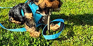 Bailey a rejoint le concours — aidez-le/la à gagner de superbes lots ! puppy, dog, small_dog, harness, blue_harness, leash, stick, grass, park, outdoors, chewing, sunny, closeup, black_and_tan, clover, paws, playful, pet, background_building, shadow